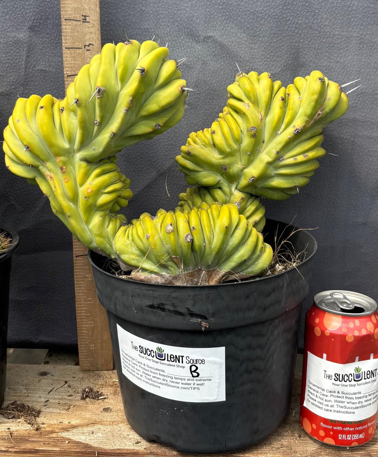 #EC87 Myrtillocactus Crested