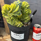 #EC87 Myrtillocactus Crested