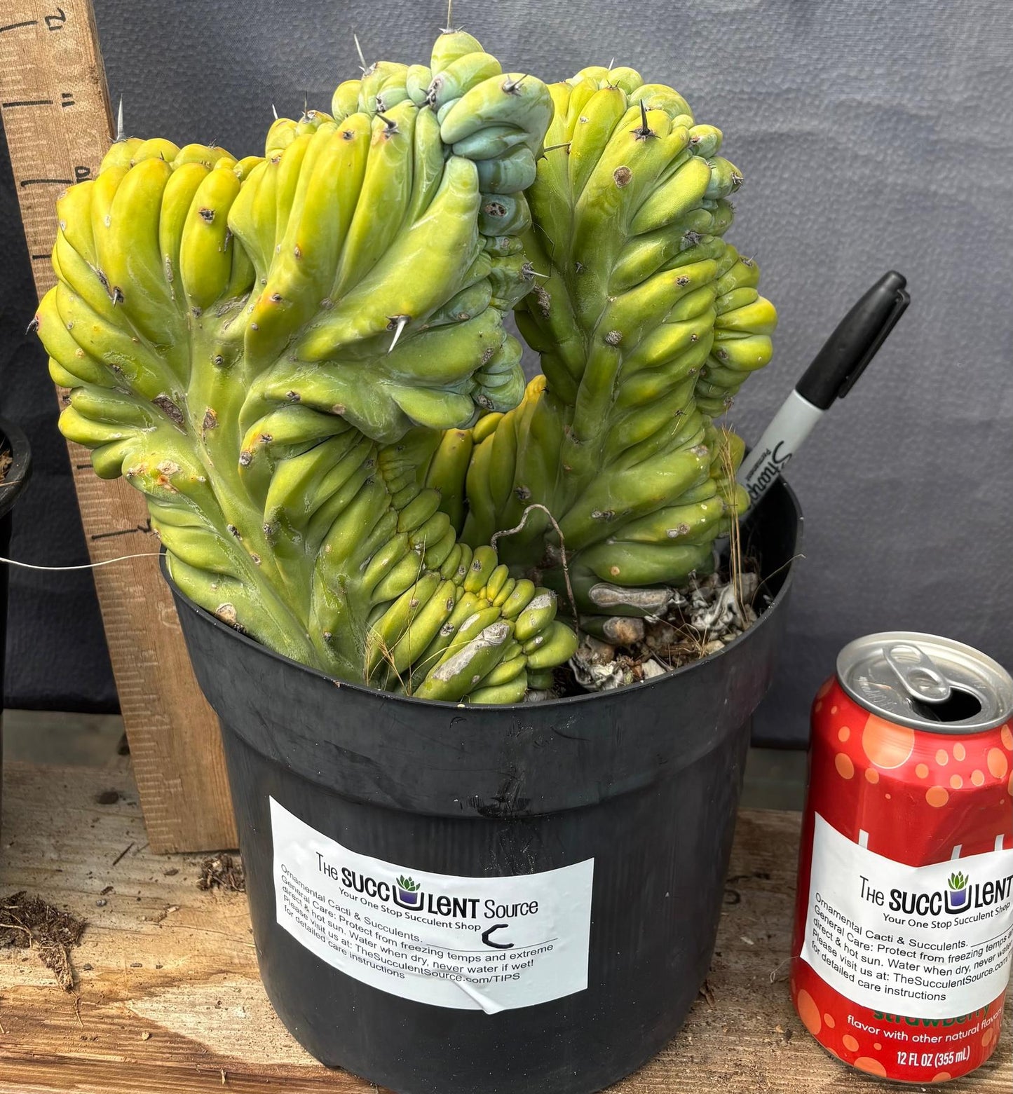 #EC87 Myrtillocactus Crested