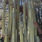 #EC89 Trichocereus Bridgesii Jiimz Long Tall Sally/LTS 12” cutting