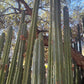 #EC89 Trichocereus Bridgesii Jiimz Long Tall Sally/LTS 12” cutting