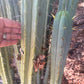 #EC89 Trichocereus Bridgesii Jiimz Long Tall Sally/LTS 12” cutting