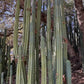 #EC89 Trichocereus Bridgesii Jiimz Long Tall Sally/LTS 12” cutting