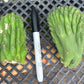 #EC93 EXACT Trichocereus Pachanoi San Pedro TPM Crested and Monstrose Cactus