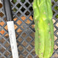 #EC93 EXACT Trichocereus Pachanoi San Pedro TPM Crested and Monstrose Cactus