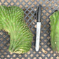 #EC93 EXACT Trichocereus Pachanoi San Pedro TPM Crested and Monstrose Cactus