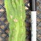 #EC93 EXACT Trichocereus Pachanoi San Pedro TPM Crested and Monstrose Cactus