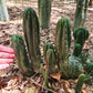 #EC93 EXACT Trichocereus Pachanoi San Pedro TPM Crested and Monstrose Cactus