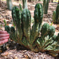 #EC93 EXACT Trichocereus Pachanoi San Pedro TPM Crested and Monstrose Cactus