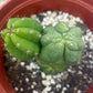 #EC93 EXACT Trichocereus Pachanoi San Pedro TPM Crested and Monstrose Cactus