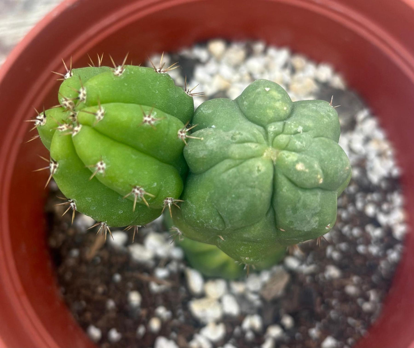 #EC93 EXACT Trichocereus Pachanoi San Pedro TPM Crested and Monstrose Cactus