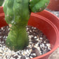 #EC93 EXACT Trichocereus Pachanoi San Pedro TPM Crested and Monstrose Cactus