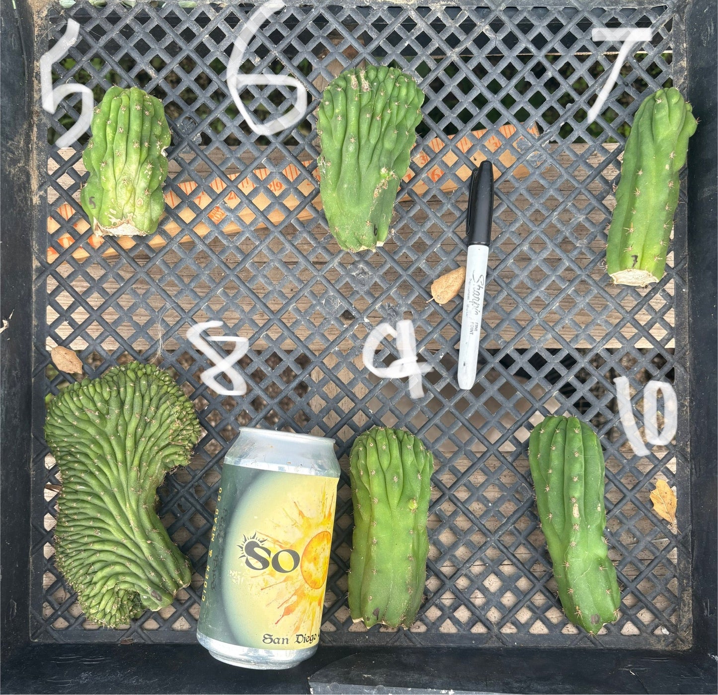 #EC93 EXACT Trichocereus Pachanoi San Pedro TPM Crested and Monstrose Cactus