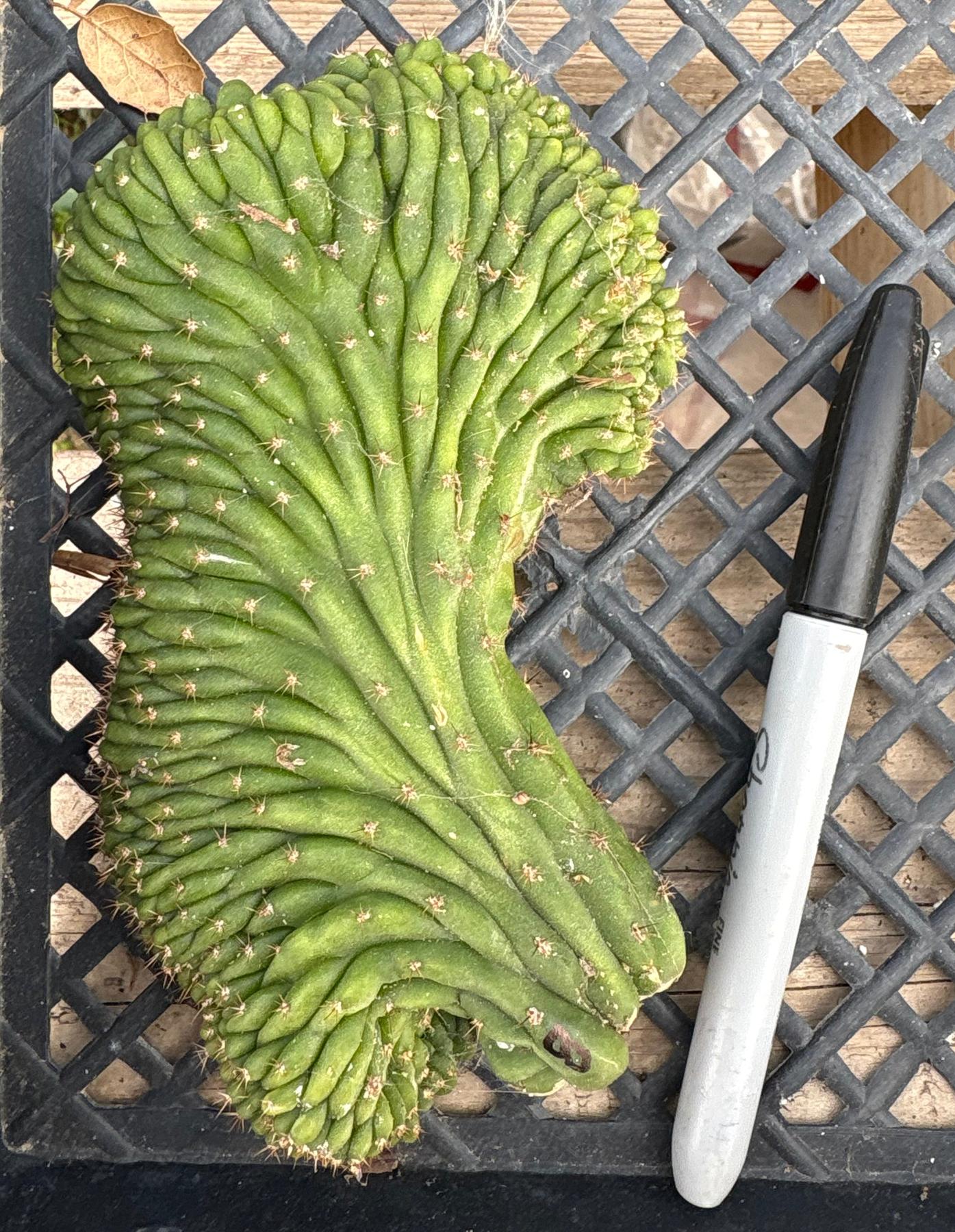 #EC93 EXACT Trichocereus Pachanoi San Pedro TPM Crested and Monstrose Cactus