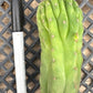 #EC93 EXACT Trichocereus Pachanoi San Pedro TPM Crested and Monstrose Cactus