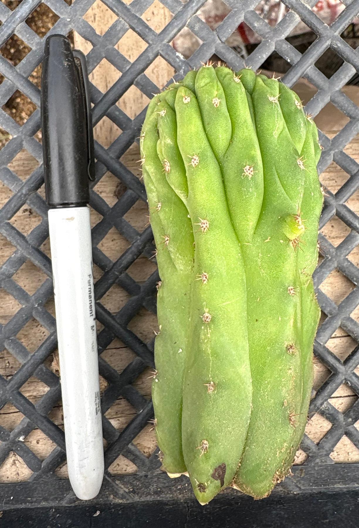 #EC93 EXACT Trichocereus Pachanoi San Pedro TPM Crested and Monstrose Cactus