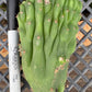 #EC93 EXACT Trichocereus Pachanoi San Pedro TPM Crested and Monstrose Cactus