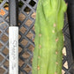 #EC93 EXACT Trichocereus Pachanoi San Pedro TPM Crested and Monstrose Cactus