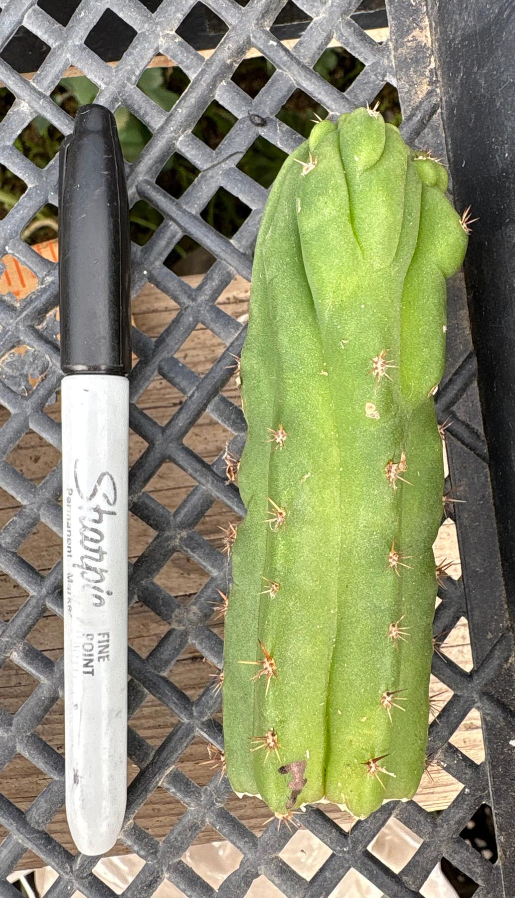 #EC93 EXACT Trichocereus Pachanoi San Pedro TPM Crested and Monstrose Cactus