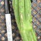 #EC93 EXACT Trichocereus Pachanoi San Pedro TPM Crested and Monstrose Cactus
