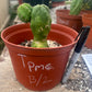#EC93 EXACT Trichocereus Pachanoi San Pedro TPM Crested and Monstrose Cactus