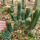 #EC93 EXACT Trichocereus Pachanoi San Pedro TPM Crested and Monstrose Cactus