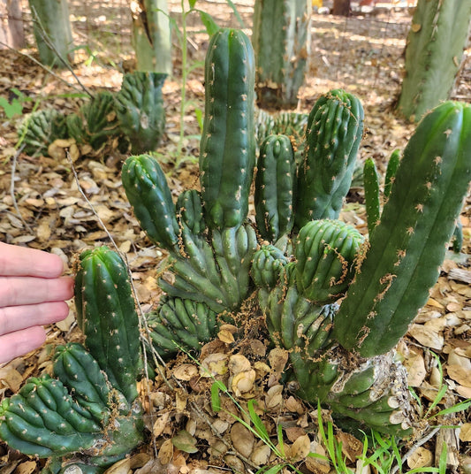 #EC93 EXACT Trichocereus Pachanoi San Pedro TPM Crested and Monstrose Cactus