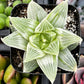 Haworthia Retusa 'White Ghost'