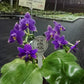 Phalaenopsis violacea indigo ‘Jiaho Blue Moon’ SM/TOGA