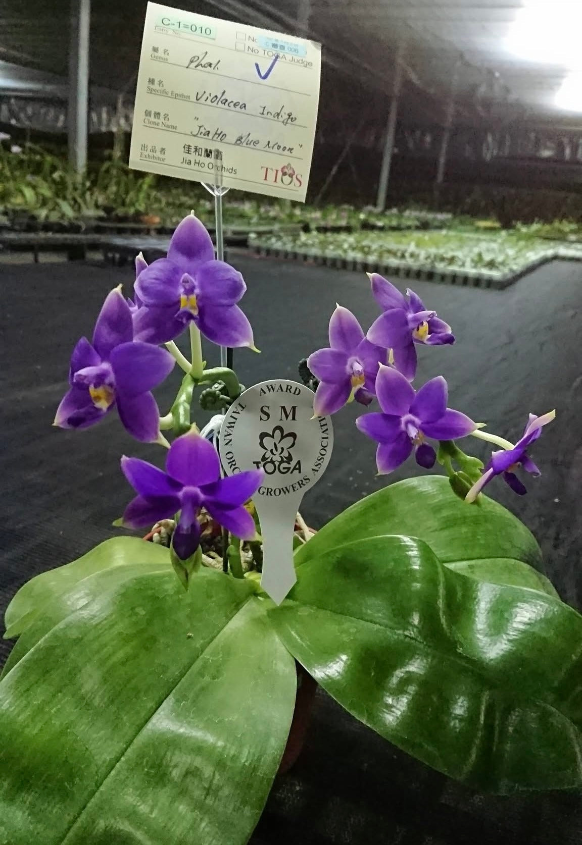 Phalaenopsis violacea indigo ‘Jiaho Blue Moon’ SM/TOGA