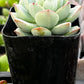 Echeveria Tippy Pink