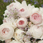 Earth Angel Parfuma Rose Plant 1.5 Gallon Pot