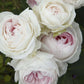 Earth Angel Parfuma Rose Plant 1.5 Gallon Pot
