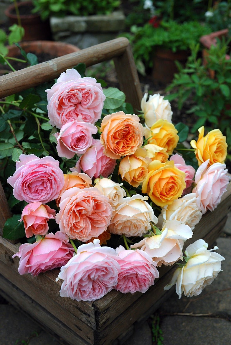 Earth Angel Parfuma Rose Plant 1.5 Gallon Pot