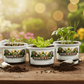 Mystery Tree Grow Kit - Give The Unique Gift Of Nature to Anyone!