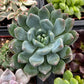 Echeveria Blue