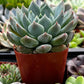 Echeveria Blue