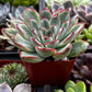 Echeveria Pulido