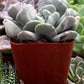 Echeveria Cubic Frost