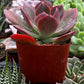 Echeveria Red Baron