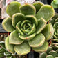 Echeveria Agavoides Prolifera