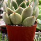 Echeveria Agavoides Prolifera