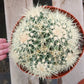 Echinocactus Grusonii Golden Barrel cactus