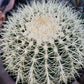 Echinocactus Grusonii Golden Barrel cactus