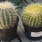 Echinocactus Grusonii Golden Barrel cactus