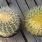 Echinocactus Grusonii Golden Barrel cactus