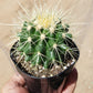 Echinocactus Grusonii Golden Barrel cactus