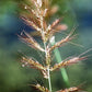 100 WALTER'S BARNYARD GRASS Wetland Ornamental Echinochloa Walteri Seeds