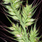 100 WALTER'S BARNYARD GRASS Wetland Ornamental Echinochloa Walteri Seeds