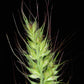 100 WALTER'S BARNYARD GRASS Wetland Ornamental Echinochloa Walteri Seeds